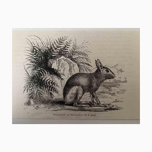 Paul Gervais, The Rabbit, Lithographie, 1854