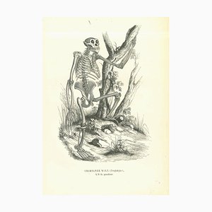 Paul Gervais, The Skeleton, Lithograph, 1854