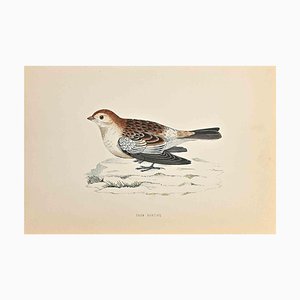 Alexander Francis Lydon, Snow Bunting, Woodcut Print, 1870