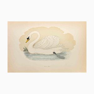 Alexander Francis Lydon, Mute Swan, Woodcut Print, 1870