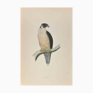 Alexander Francis Lydon, Peregrine, Woodcut Print, 1870