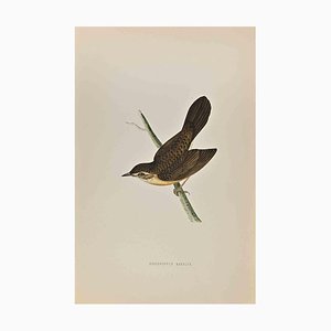Alexander Francis Lydon, Grasshopper Warbler, Woodcut Print, 1870