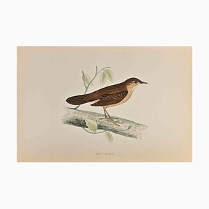 Alexander Francis Lydon, Savi's Warbler, gravure sur bois, 1870