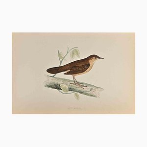 Alexander Francis Lydon, Savi's Warbler, Woodcut Print, 1870