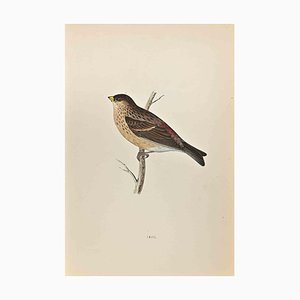 Alexander Francis Lydon, Twite, Woodcut Print, 1870