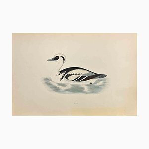 Alexander Francis Lydon, Smew, gravure sur bois, 1870