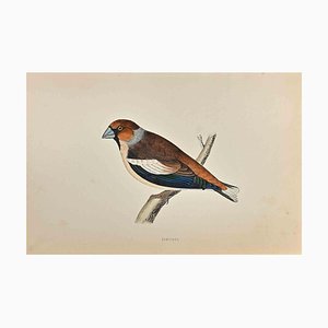Alexander Francis Lydon, Hawfinch, gravure sur bois, 1870