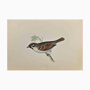 Alexander Francis Lydon, Moineau friquet, gravure sur bois, 1870