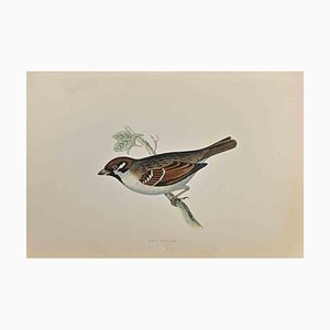 Alexander Francis Lydon, Tree Sparrow, Woodcut Print, 1870