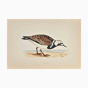 Alexander Francis Lydon, Turnstone, xilografia, 1870