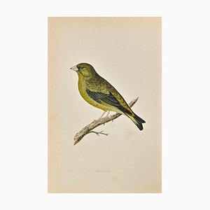 Alexander Francis Lydon, Greenfinch, Woodcut Print, 1870