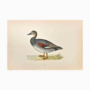 Alexander Francis Lydon, Gadwall, grabado en madera, 1870