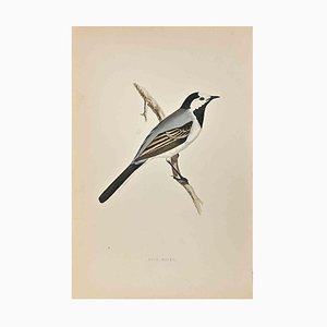 Alexander Francis Lydon, White Wagtail, Woodcut Print, 1870