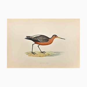 Alexander Francis Lydon, Bar-tailed Godwit, Woodcut Print, 1870