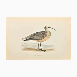 Alexander Francis Lydon, Esquimaux Curlew, Grabado en madera, 1870