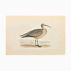 Alexander Francis Lydon, Esquimaux Curlew, Woodcut Print, 1870