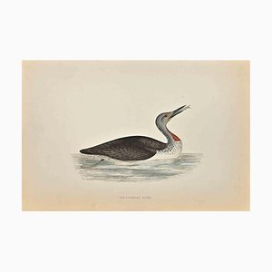 Alexander Francis Lydon, Red-Throated Diver, Woodcut Print, 1870