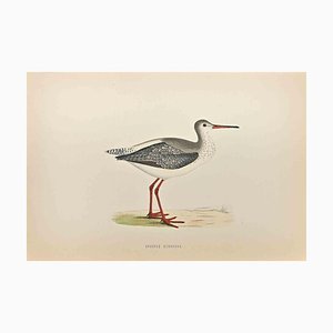 Alexander Francis Lydon, Spotted Redshank, Woodcut Print, 1870