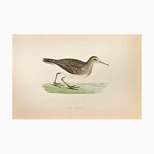 Alexander Francis Lydon, Pectoral Sandpiper, Woodcut Print, 1870