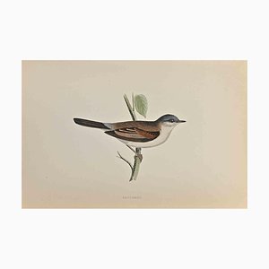 Alexander Francis Lydon, Whitethroat, Woodcut Print, 1870