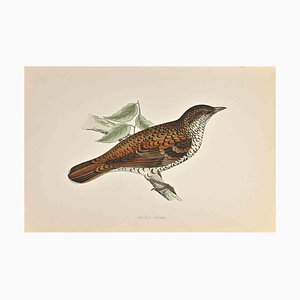 Alexander Francis Lydon, White's Thrush, Xilografia, 1870