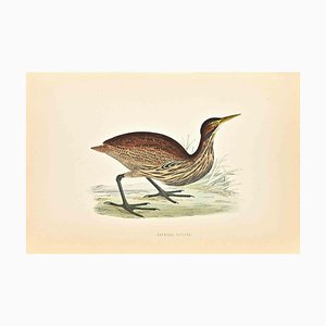 Alexander Francis Lydon, American Bittern, Woodcut Print, 1870