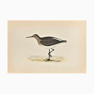 Alexander Francis Lydon, Green Sandpiper, Woodcut Print, 1870