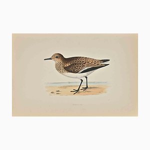 Alexander Francis Lydon, Sanderling, grabado en madera, 1870