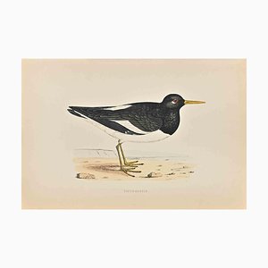 Alexander Francis Lydon, Oyster-Catcher, Woodcut Print, 1870