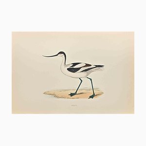 Alexander Francis Lydon, Avocet, Woodcut Print, 1870