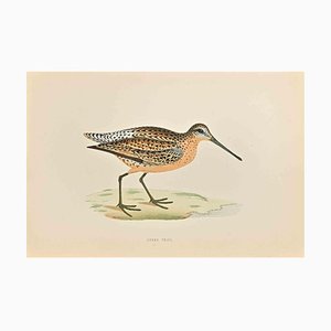 Alexander Francis Lydon, Brown Snipe, Woodcut Print, 1870