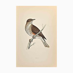 Alexander Francis Lydon, Redwing, gravure sur bois, 1870