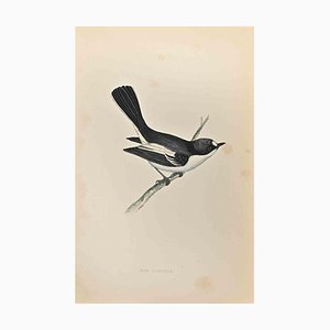 Alexander Francis Lydon, Red-Breasted Pied Flycatcher, Woodcut Print, 1870