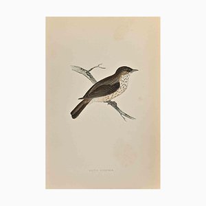 Alexander Francis Lydon, Spotted Flycatcher, Woodcut Print, 1870