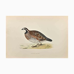 Alexander Francis Lydon, Virginian Partridge, xilografia, 1870