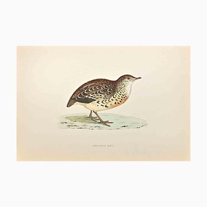 Alexander Francis Lydon, Andalusian Quail, Woodcut Print, 1870