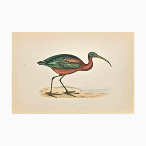 Alexander Francis Lydon, Ibis, Woodcut Print, 1870
