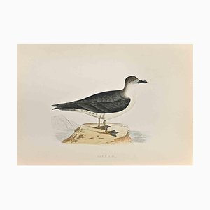 Alexander Francis Lydon, Capped Petrel, Woodcut Print, 1870