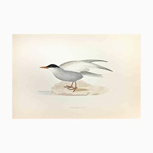 Alexander Francis Lydon, Whiskered Tern, Woodcut Print, 1870