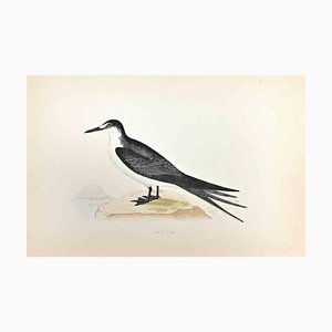 Alexander Francis Lydon, Sooty Tern, Woodcut Print, 1870