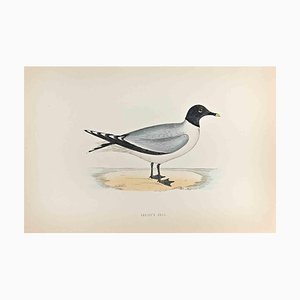 Alexander Francis Lydon, Sabine's Gull, grabado en madera, 1870