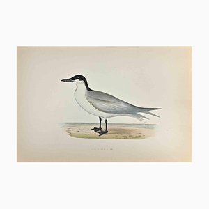 Alexander Francis Lydon, Gull-Billed Tern, Woodcut Print, 1870