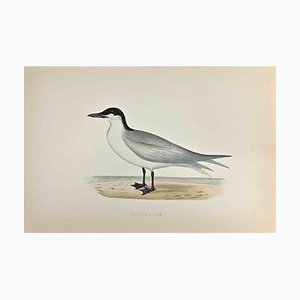 Alexander Francis Lydon, Gull-Billed Tern, xilografia, 1870