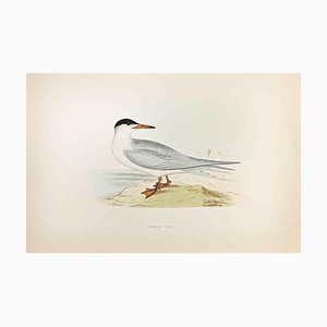 Alexander Francis Lydon, Common Tern, Woodcut Print, 1870