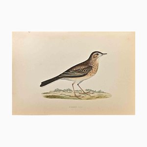 Alexander Francis Lydon, Richard's Pipit, Woodcut Print, 1870