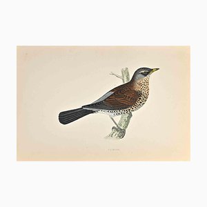 Alexander Francis Lydon, Fieldfare, grabado en madera, 1870