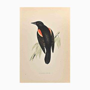 Alexander Francis Lydon, Red-Winged Starling, Woodcut Print, 1870