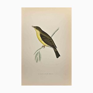 Alexander Francis Lydon, Melodious Willow Warbler, Woodcut Print, 1870