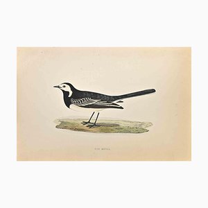 Alexander Francis Lydon, Pied Wagtail, Woodcut Print, 1870