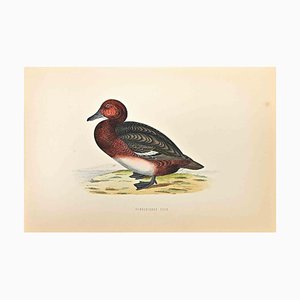 Alexander Francis Lydon, Eisenhaltige Ente, Holzschnitt, 1870